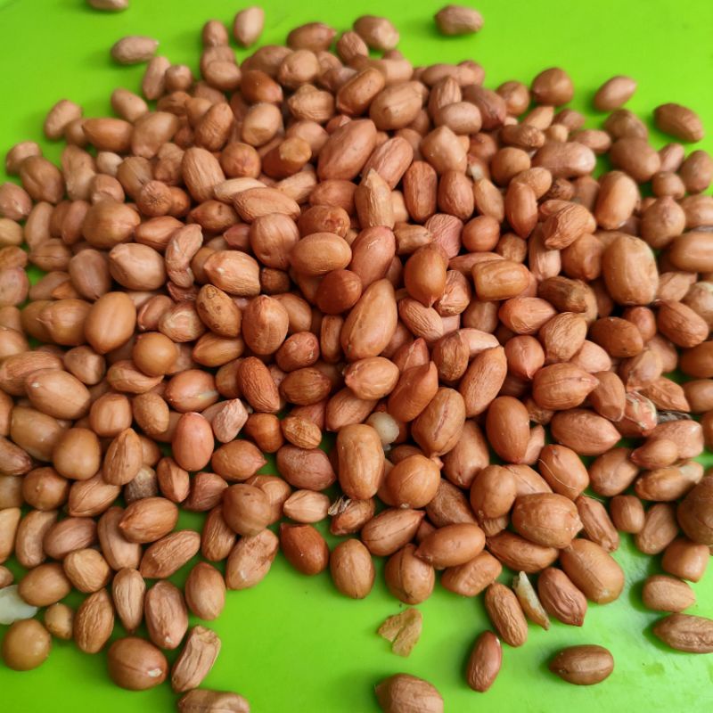

kacang tanah
