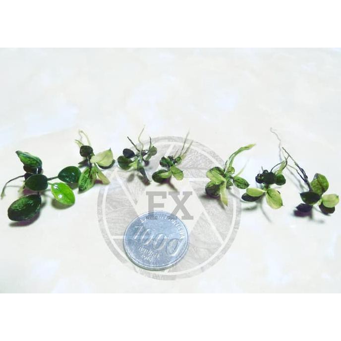 Anubias Pinto - Dennerle - Rizome - Anakan - Tanaman aquascape