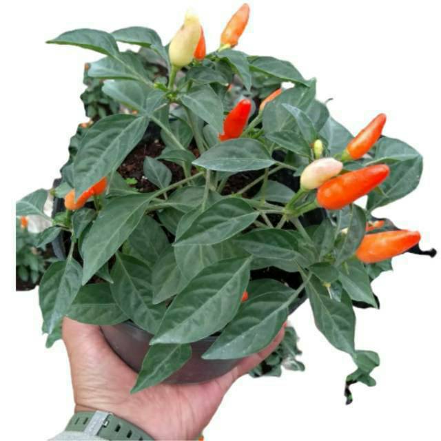 [berbuah] bibit tanaman hias buah pohon hidup cabe setan merah rawit kriting keriting