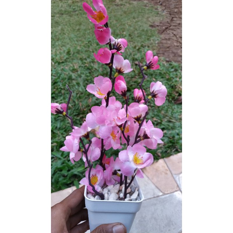 

Bunga sakura + bunga_sakura_artifisial