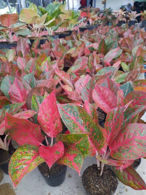 [BISA COD] STARDUST MERAH RED STARDUST AGLONEMA THAILAND IMPORT TANAMAN HIAS INDOOR OUDOOR