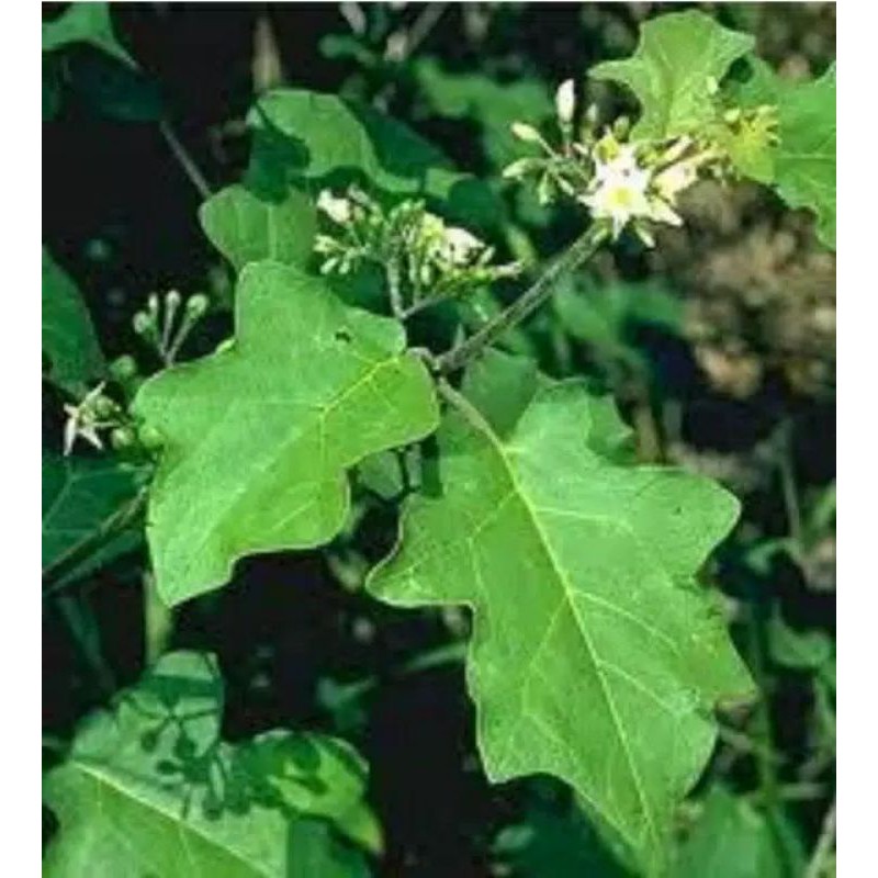 

Daun tekokak segar/daun takokak/herbal/kesehatan