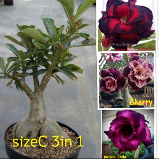Bibit Bunga Kamboja Jepang Adenium Triple 1 Batang 3 Warna Terbaru Shopee Indonesia