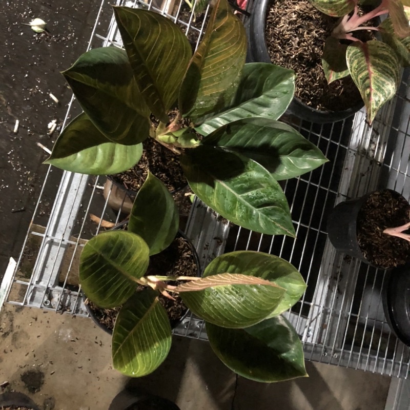 Aglonema Goliath black dan kresna