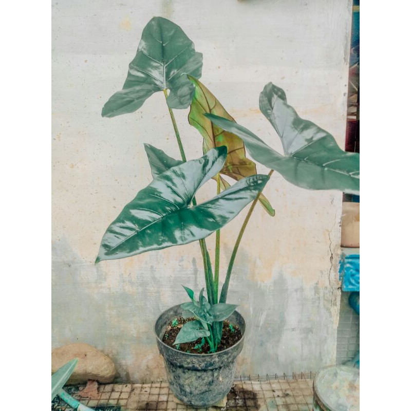 Alocasia Princeps Borneo SP + Bonggol Alokasia Princeps Borneo SP