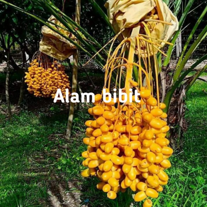 BIBIT KURMA AJUA AJWA jantan !MURAH