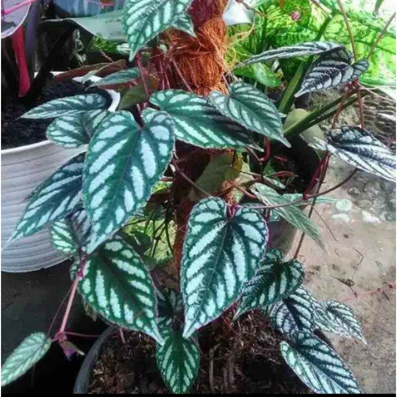 

sirih keraton