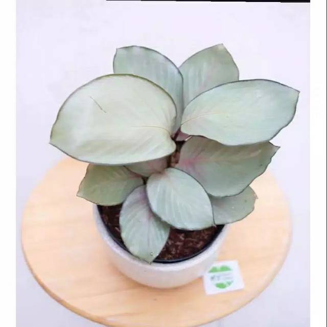 Tanaman hias calathea silver / tanaman calathea silver / tanaman calathea / tanaman hias calathea