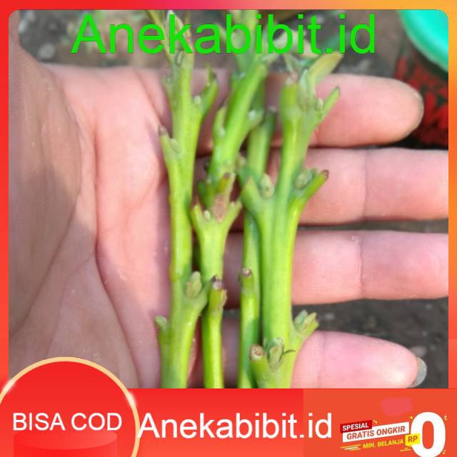 

jual 5 pucuk entres alpukat yamagata 20cm (COD) (BISACOD)