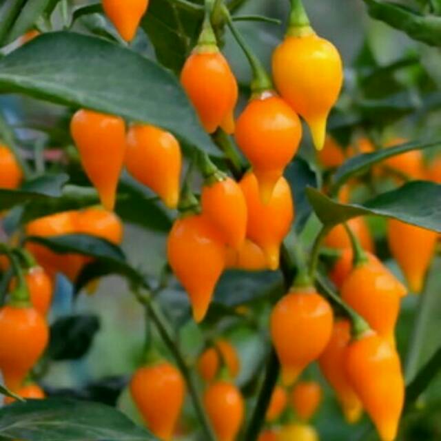 Benih-Biji-Seed Cabai Hias Cabai Unik Cabai YELLOW CHUPETINHO