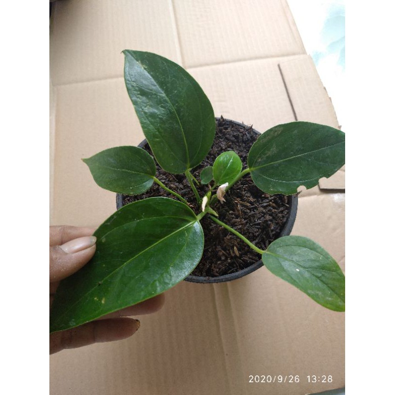 Tanaman Hias Anthurium Micky Mouse Anthurium Mini