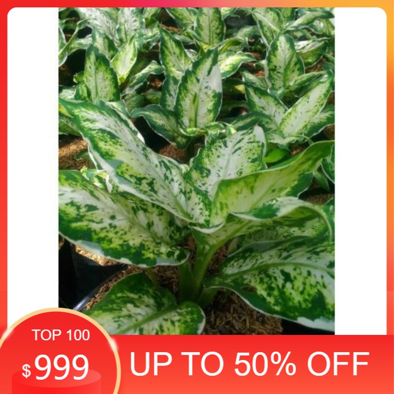 tanaman hias sri rejeki aglonema sri rejeki hias