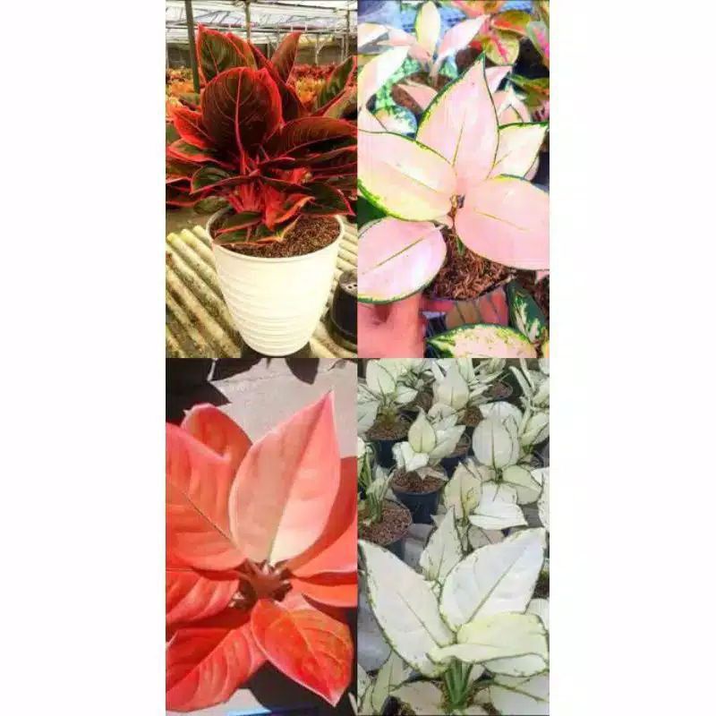 (BISA COD) 4 Bonggol Aglonema Khanza,khocin sutra,super white,nezkia terbaik