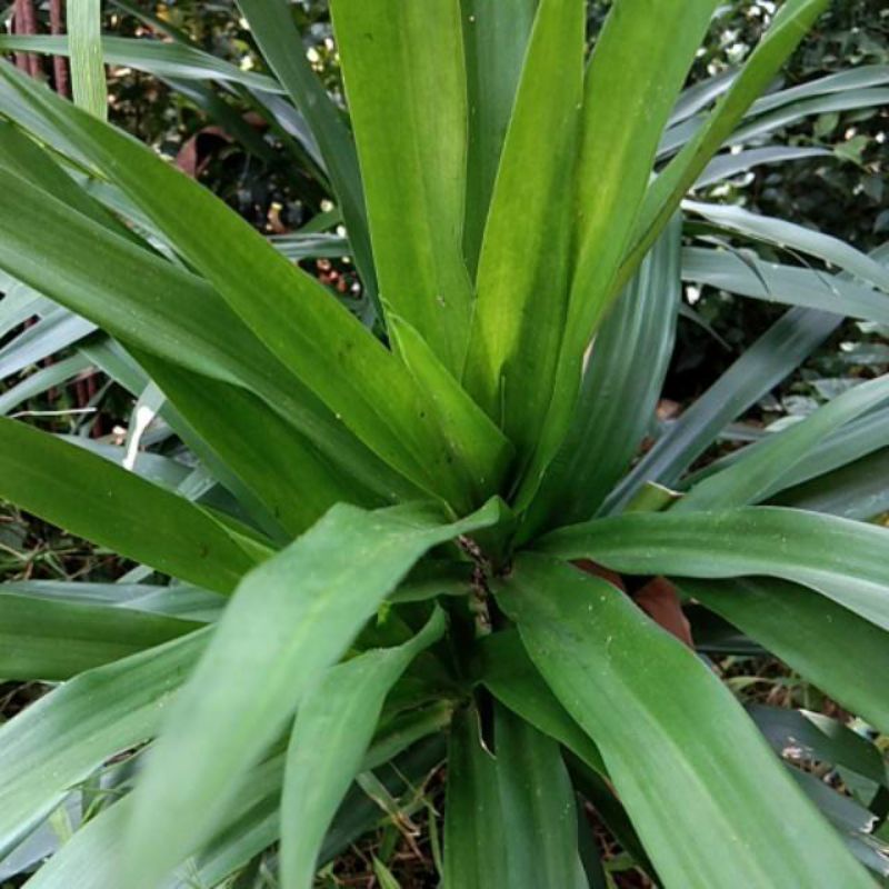 

daun suji per 100 lembar