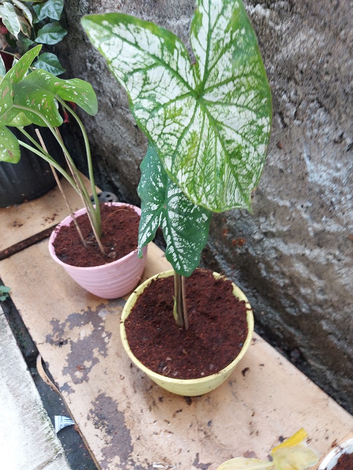 Tanaman Hias Caladium White Christmas