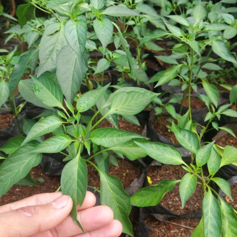 pohon cabe bibit pohon buah cabe