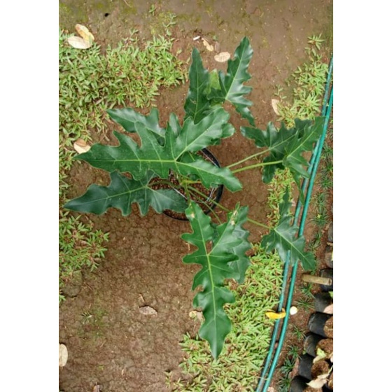Thaumatophyllum Maharlika (BIG SIZE)