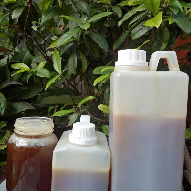 

madu hutan sumatra sialang 1kg murni