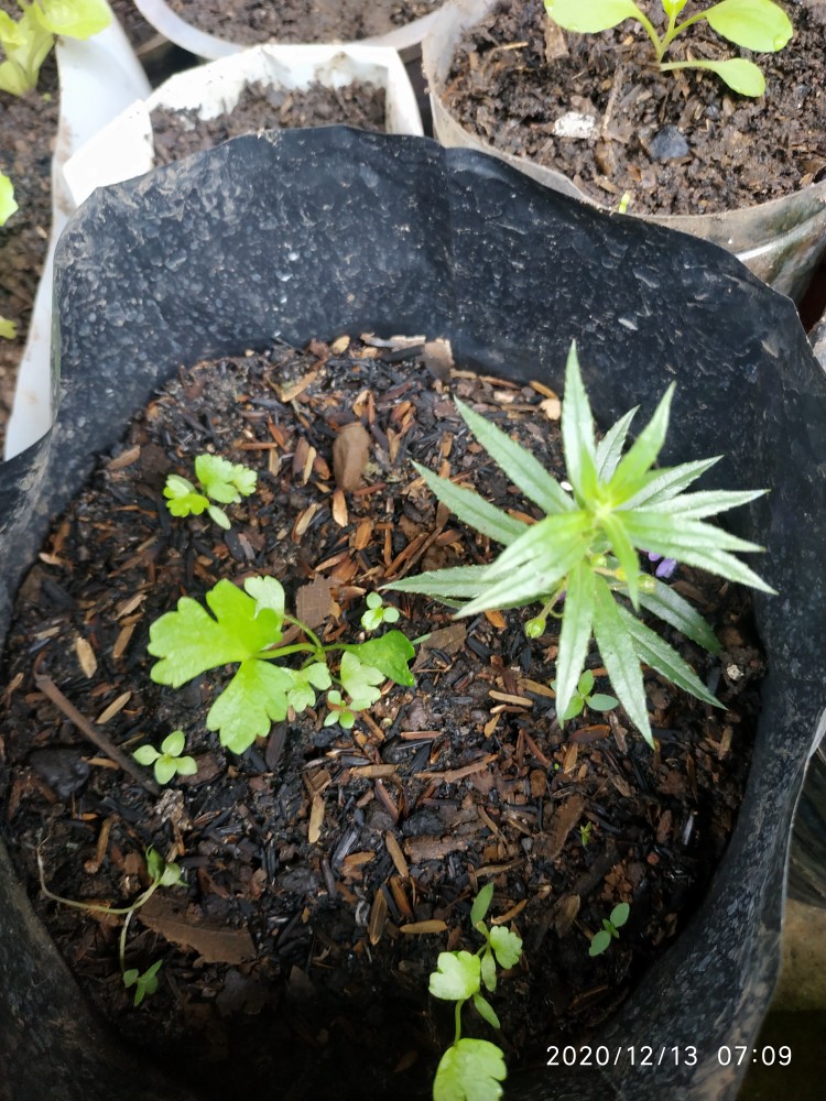 Repack Benih Sorrel Red Veined