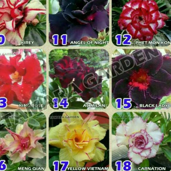 Tren Kekinian Bibit Bunga Kamboja Jepang Adenium Obesum Tumpuk