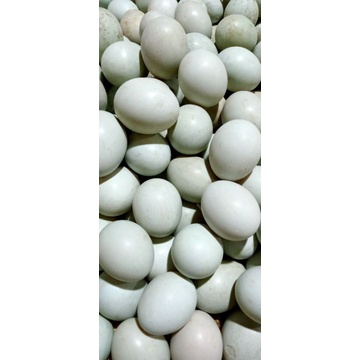 

TELUR BEBEK / TELOR BEBEK / TELUR BEBEK ORANGE / TELOR BEBEK OREN