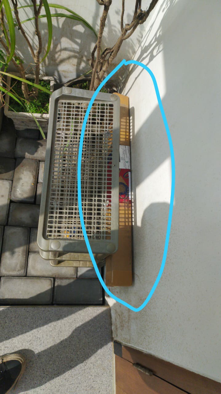 Bibit Mangga Alpukat Supermurah