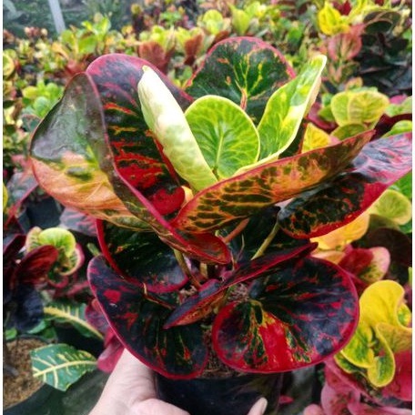 Tanaman Hias "Puring Apel SRG/Super Red Giant" Rawatan Murah