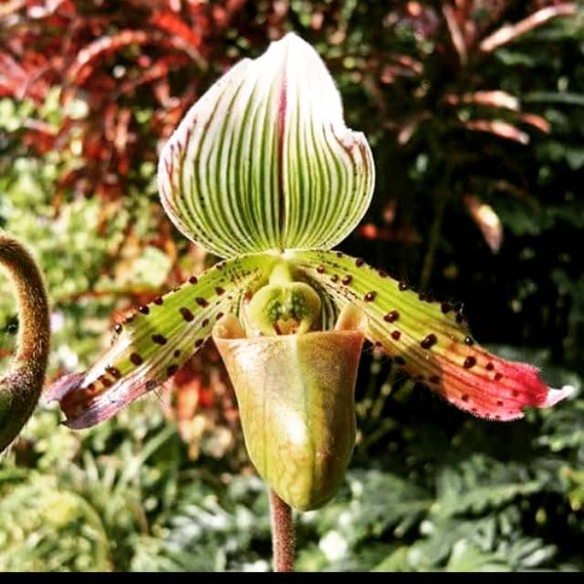 Anggrek Paphiopedillum Agusii / Anggrek Kantong / Anggrek Kantung