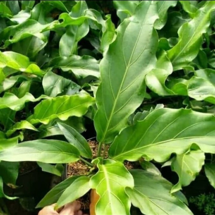 tanaman hias anturium gelombang cinta/pohon anturium gelombang cinta