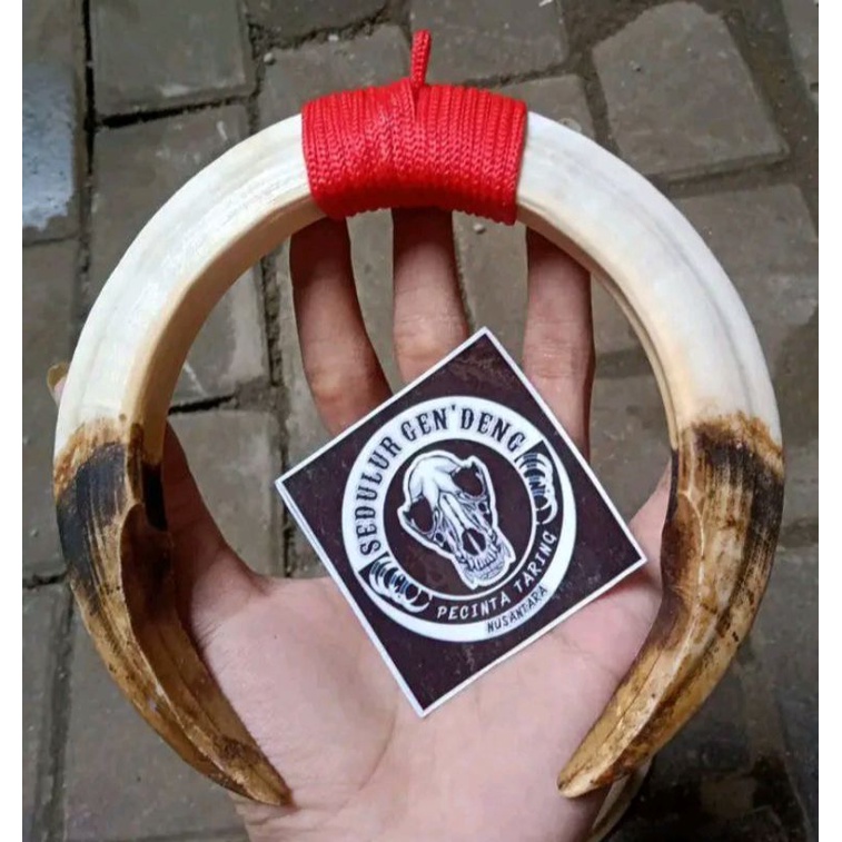 Kalung Taring Babi asli Jumbo sepasang 15CM