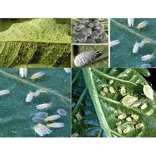 Pestisida Organik-Pembasmi Kutu Kebul-Kutu Apis-Kutu Putih-Kutu Hitam pada tanaman buah dan sayuran  #1