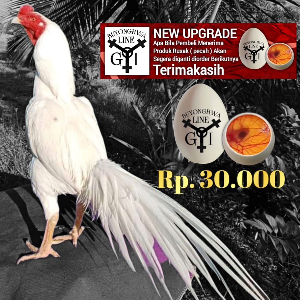 Ayam Ekor Lidi Ori telor fertil tipe A12 laskar buyonghwa