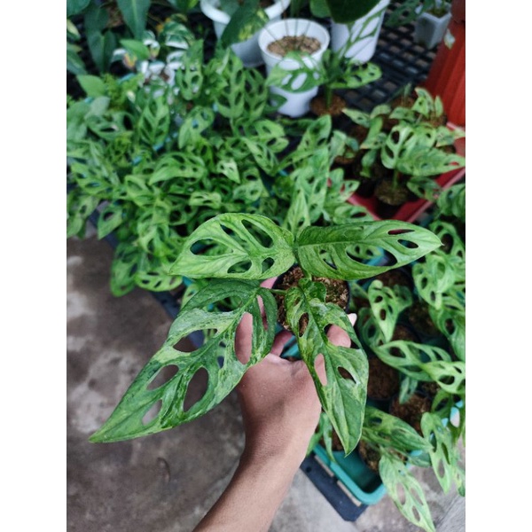 ANDANSONI VARIGATA LOKAL  Janda bolong varigata janbol varigata