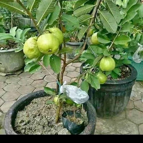 Bibit Tanaman Buah Jambu Kristal Merah Sudah Berbuah-Bibit Jambu Kristal Merah Cangkok Berbuah-Bibit