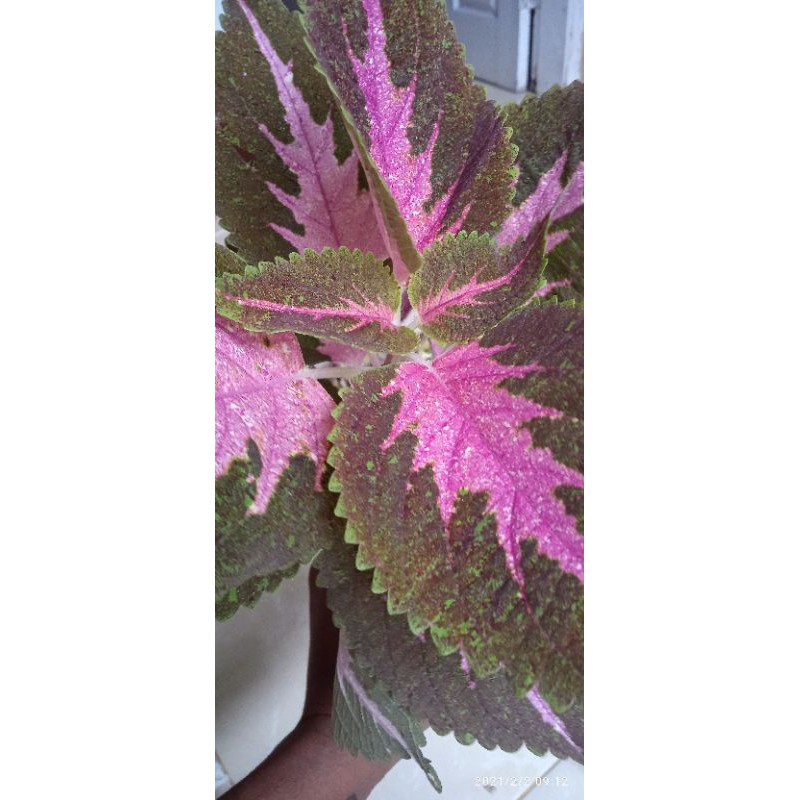 

miana coleus premium