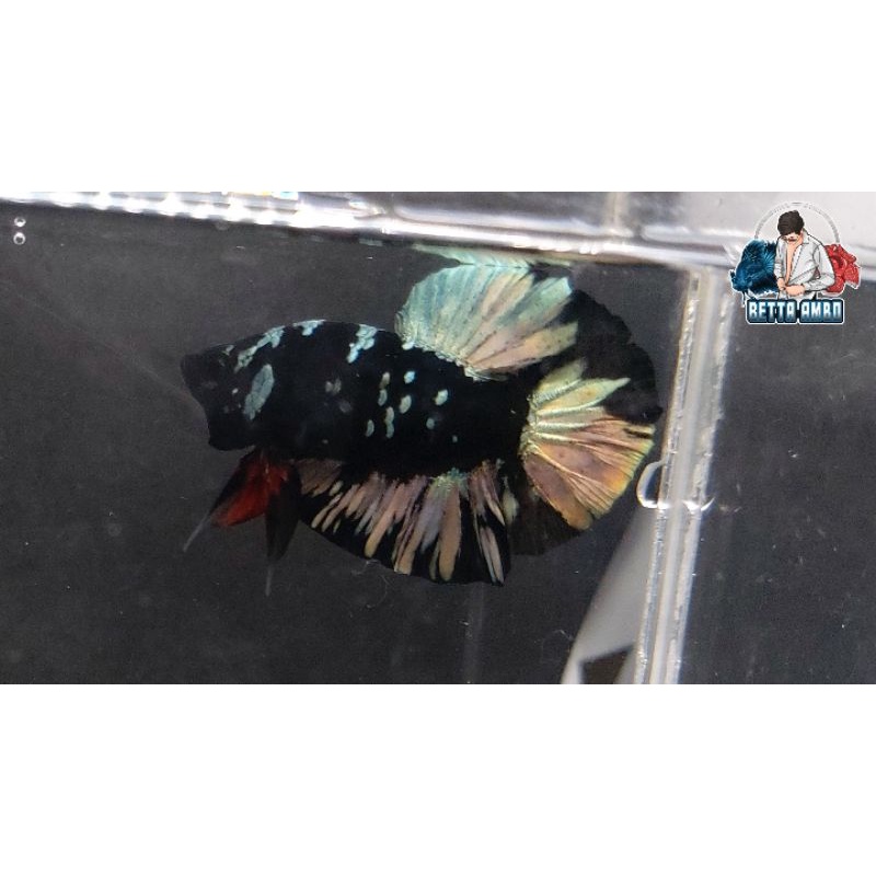 Ikan Cupang Avatar Copper Gold