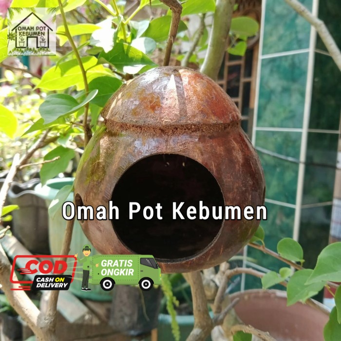 GLODOK BATOK KELAPA RUMAH BURUNG LOVEBIRD