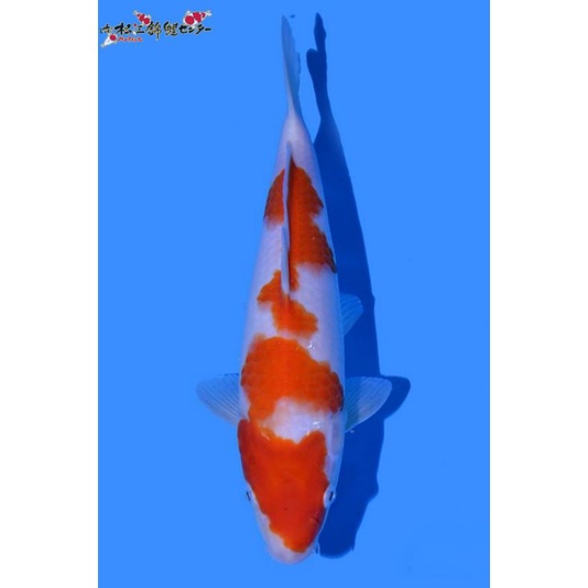 Koi Kohaku Matsue Farm Size 35BU Sertifikat Breeder Import Jepang