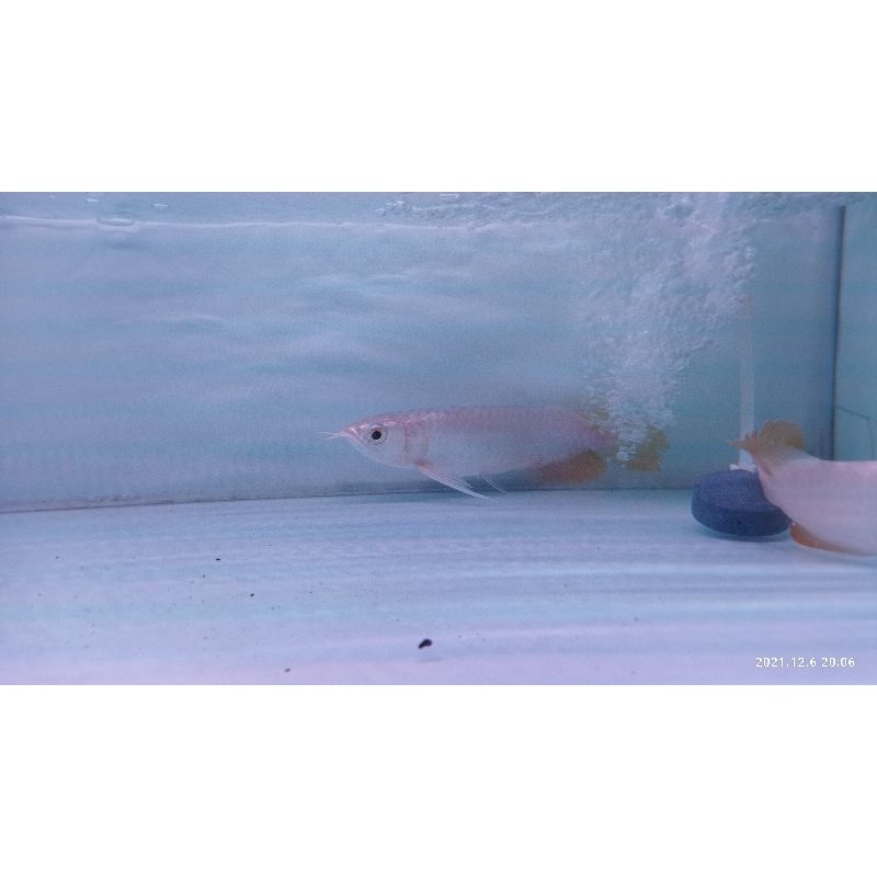 arwana banjar metalic 20-22cm