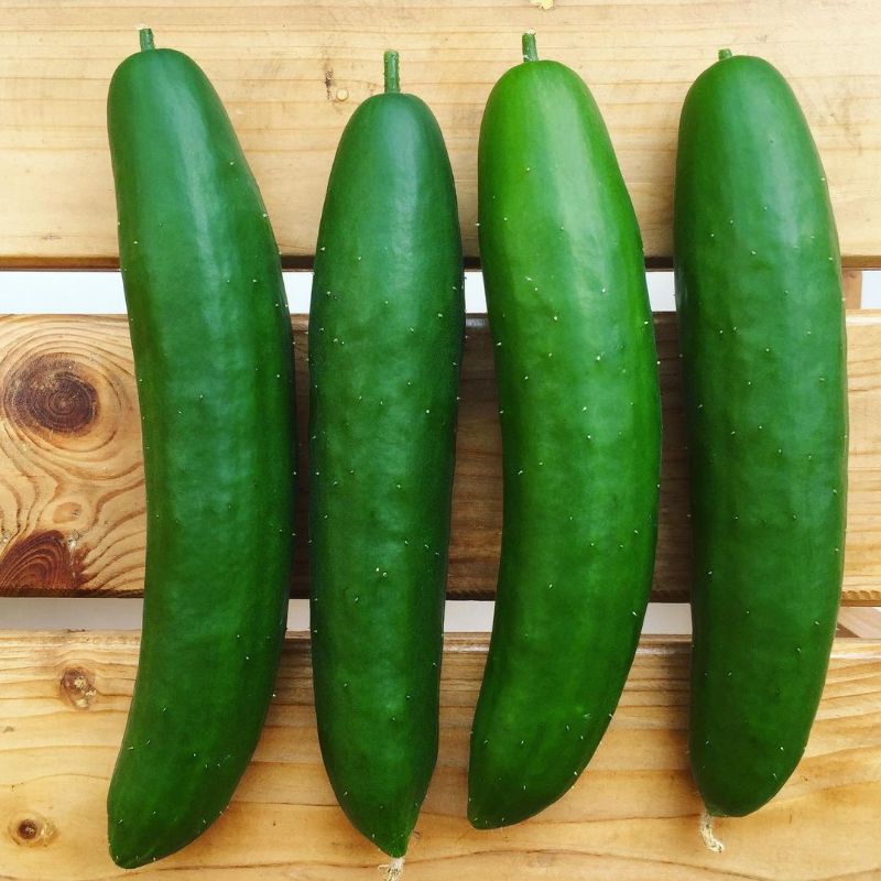 

Organik Premium Timun Jepang / Kyuri 1 kg