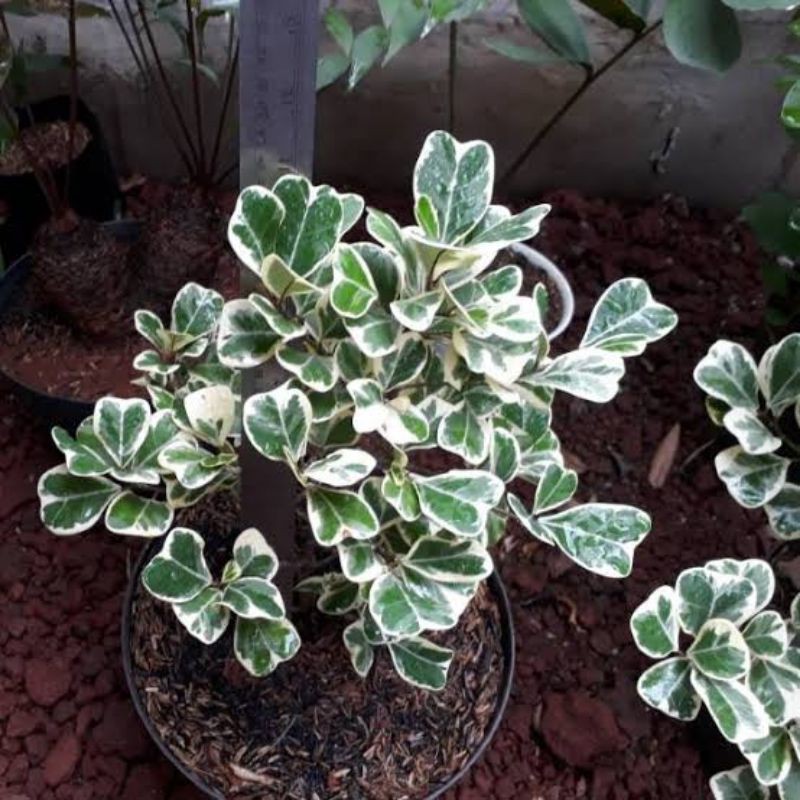 tanaman hias beringin kupu kupu variegata - beringin variegata