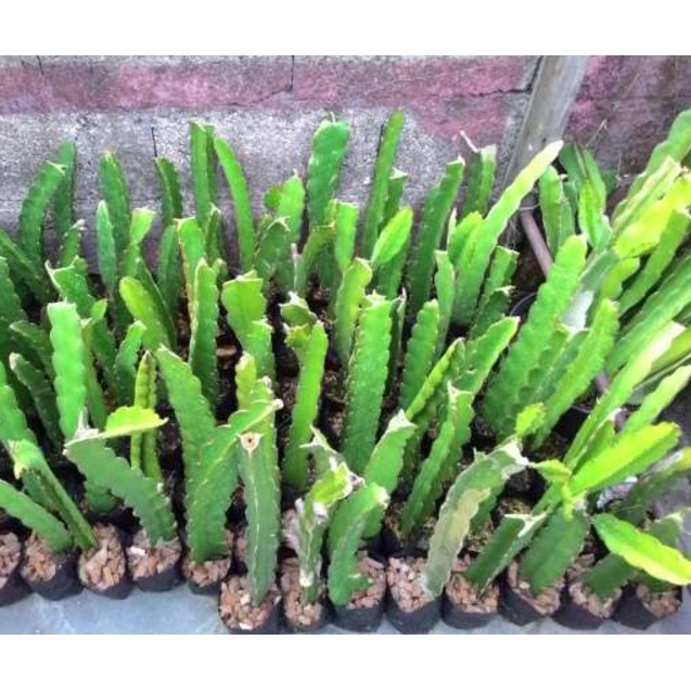 Bibit tanaman buah naga kuning super