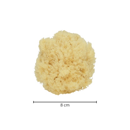 [GERMANY] NATURAL SEA SPONGE for baby / for face / for body