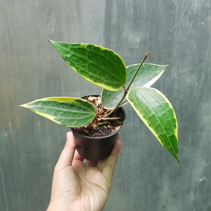 Hoya Macrophylla Albomarginata / Variegata / Tanaman Hias Gantung