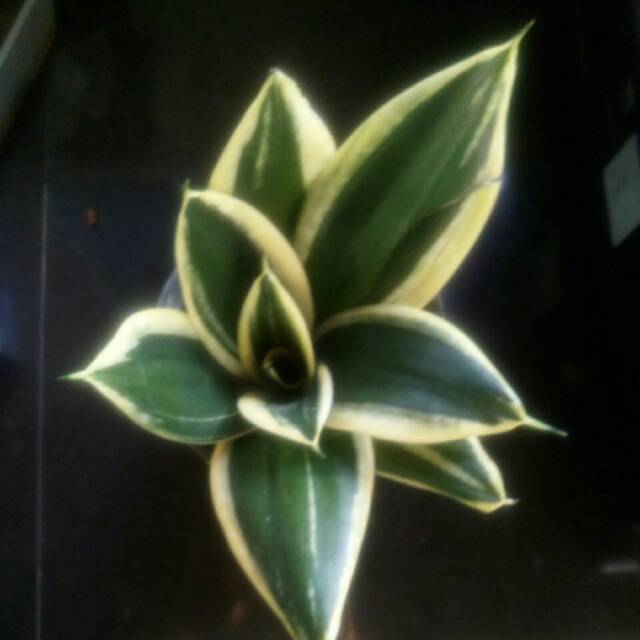 Sansevieria mini kuning / Lidah mertua mini kuning