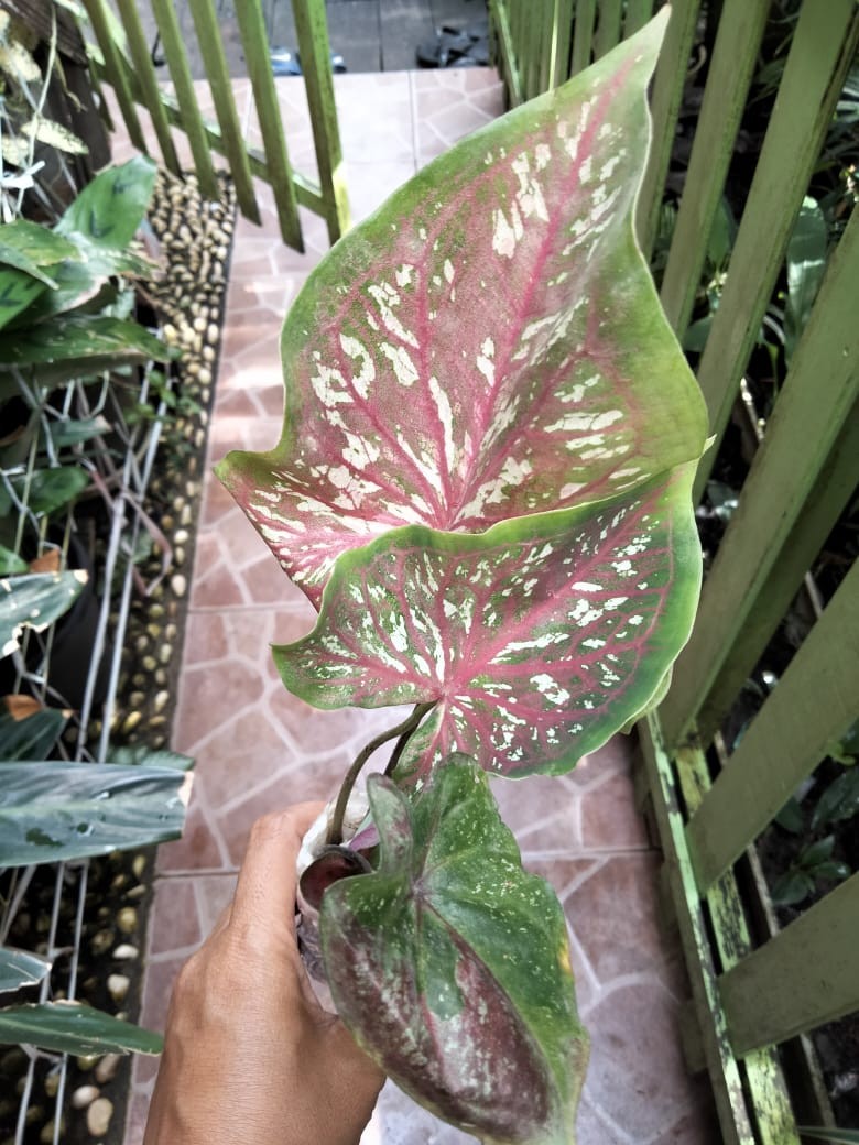 Surat Karantina/sekali Chekout/1 No Resi