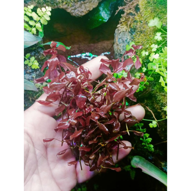 Ludwigia SP red mini