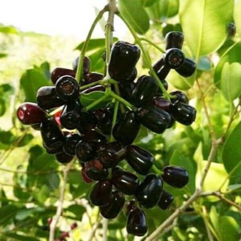 bibit juwet hitam JUMBO unggul segar cepat berbuah