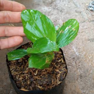 POHON KENCUR  bibit  tanaman pohon kencur  herbal Shopee 