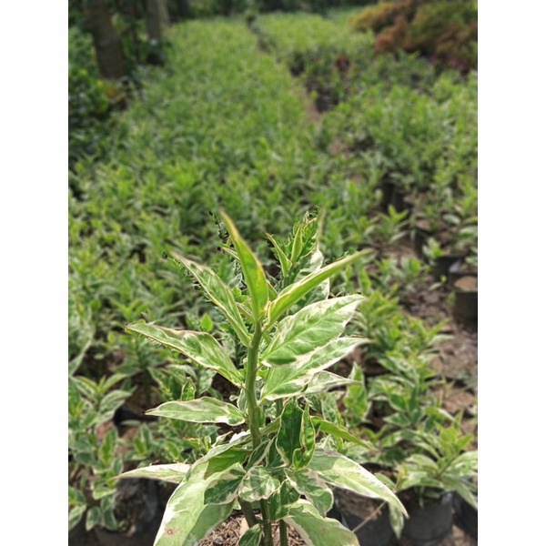 bunga cucak Rowo varigata|cucak Rowo bunga merah